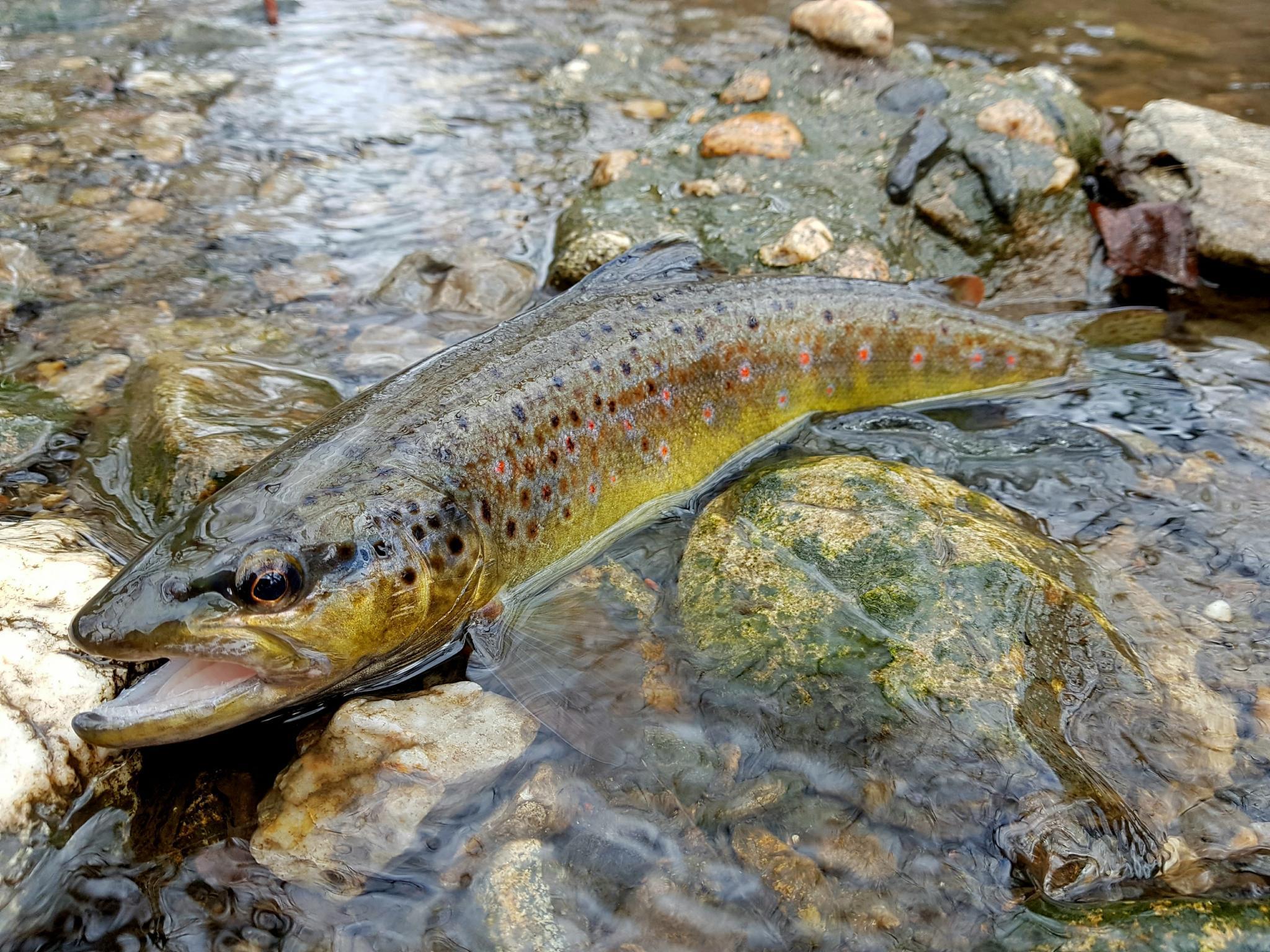 La Truite Un Poisson Que Rien N'arrête Début de saison 2018 | Truites & Cie